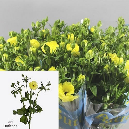 RANUNCULUS BUTTERFLY HELIOS