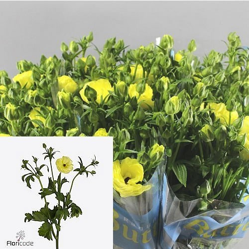 RANUNCULUS BUTTERFLY HELIOS