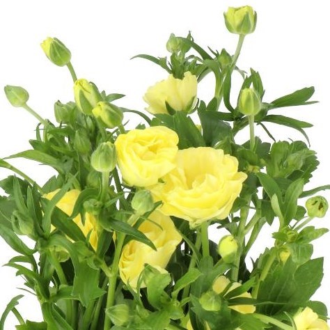 RANUNCULUS BUTTERFLY HELIOS