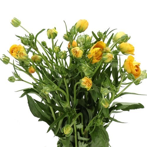 RANUNCULUS BUTTERFLY MINERVA