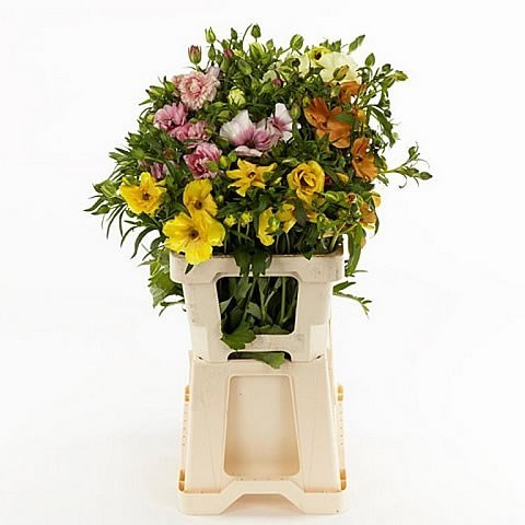 RANUNCULUS BUTTERFLY MIX