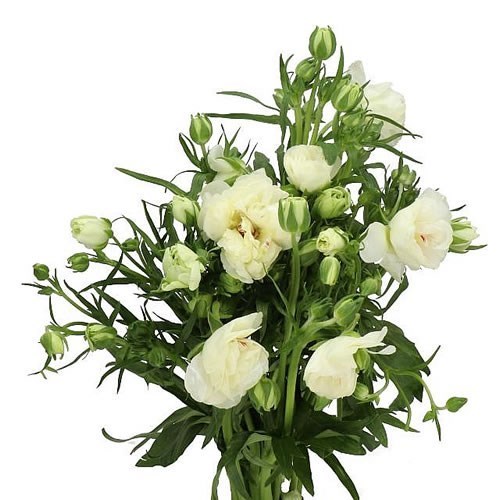 RANUNCULUS BUTTERFLY NINOS
