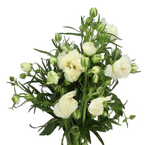 RANUNCULUS BUTTERFLY NINOS