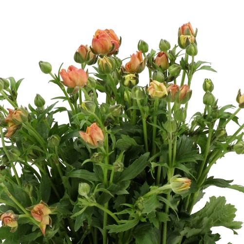 RANUNCULUS BUTTERFLY URANUS
