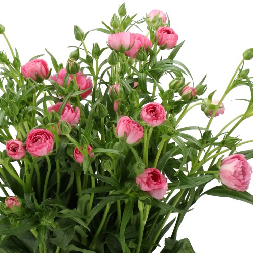 RANUNCULUS BUTTERFLY VENUS