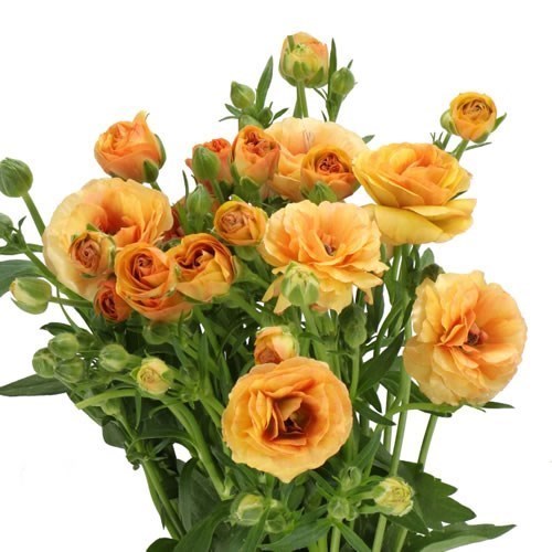 RANUNCULUS BUTTERFLY VESTALIS