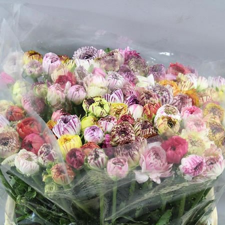 RANUNCULUS CAPPUCINO MIX