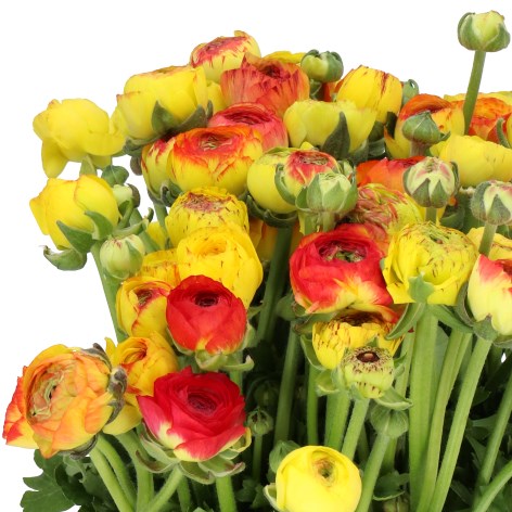 RANUNCULUS CAPPUCINO YELLOW