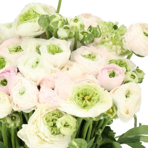 RANUNCULUS CHAMALLOW