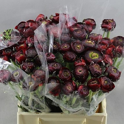 RANUNCULUS CHOCOLADE