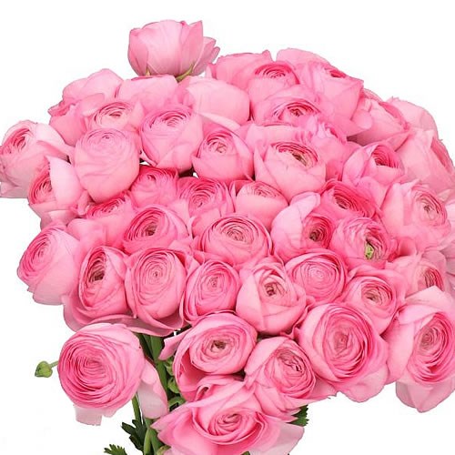 RANUNCULUS CLOONY PINK 754