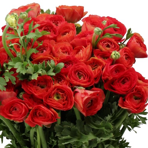 RANUNCULUS CLOONY RED 305