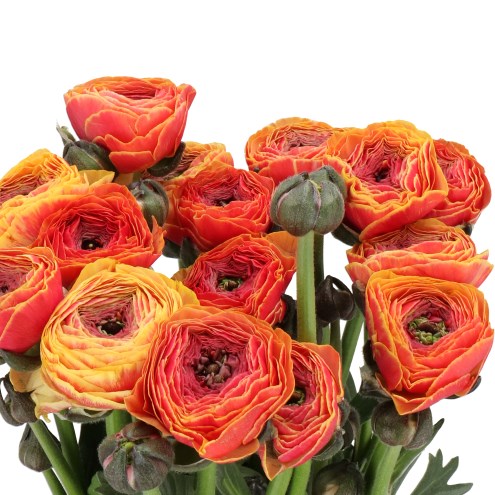 RANUNCULUS CLOONY 1750
