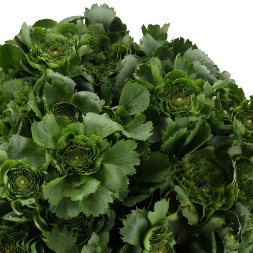 RANUNCULUS CLOONY ALL GREEN