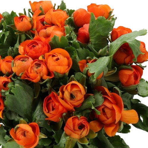 RANUNCULUS CLOONY ANTHENORA