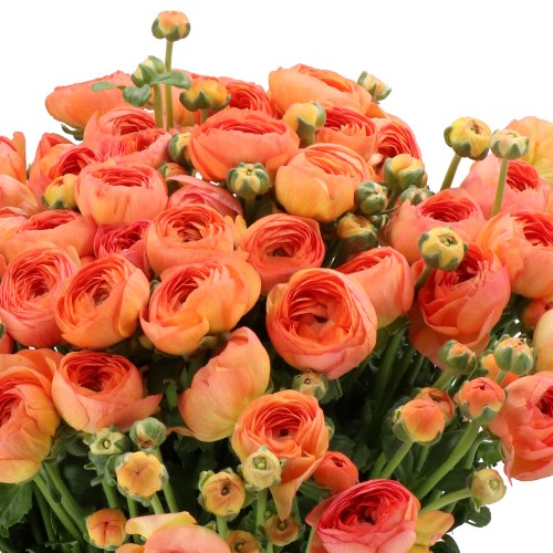 RANUNCULUS CLOONY ARAGOSTA