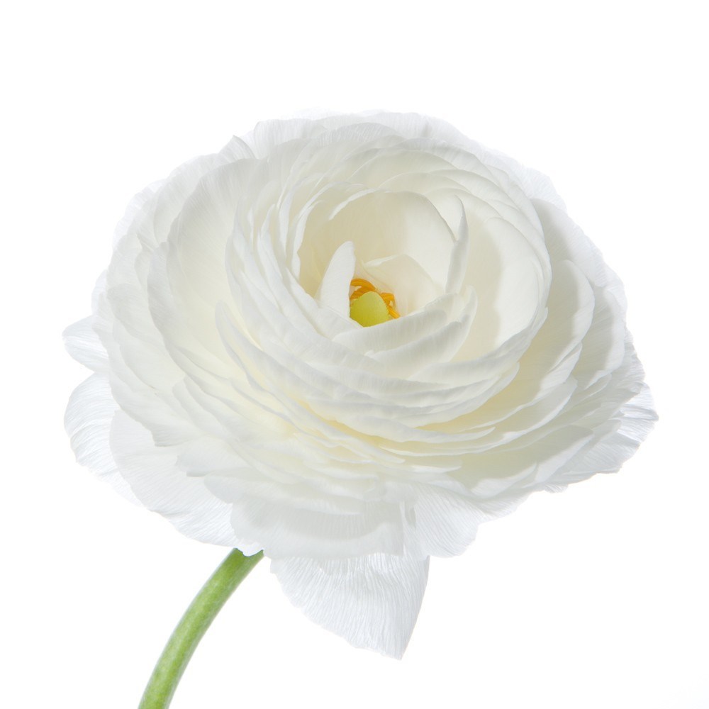 RANUNCULUS CLOONY BIANCA