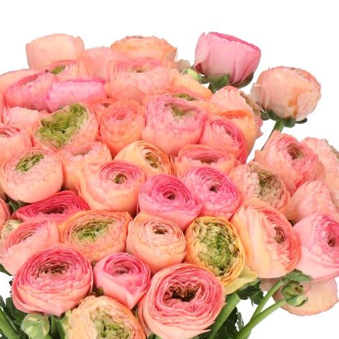 RANUNCULUS CLOONY BLUSHING PASCAL