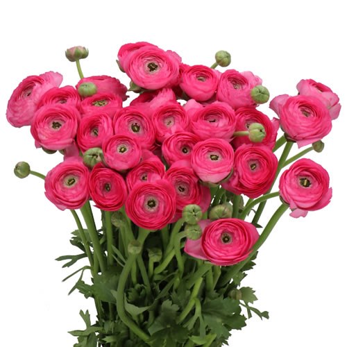 RANUNCULUS CLOONY BOLERO EX
