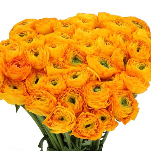 RANUNCULUS CLOONY CARIOCA