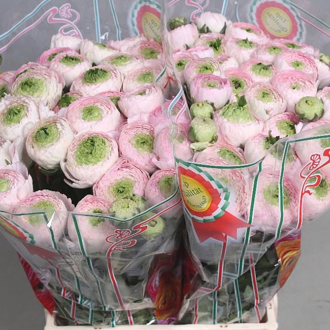 RANUNCULUS CLOONY CEBERO