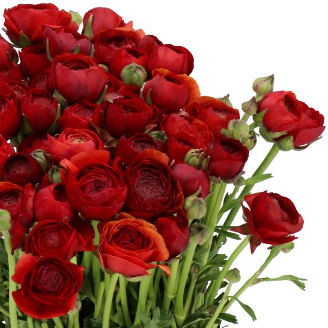 RANUNCULUS CLOONY CHOCOLATE