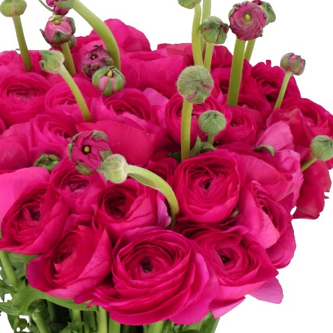 RANUNCULUS CLOONY CICLAMINO