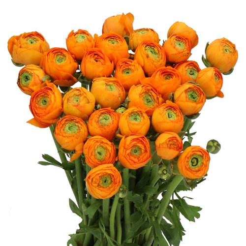 RANUNCULUS CLOONY CLEMENTINE EX