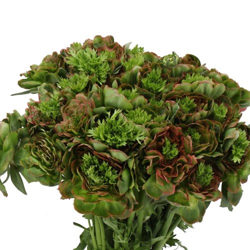 RANUNCULUS CLOONY COMBINATION