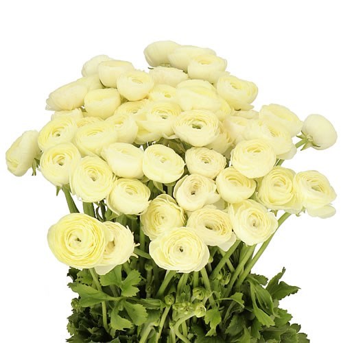 RANUNCULUS CLOONY COMMEDIA