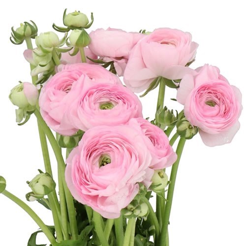 RANUNCULUS CLOONY CONFETTO