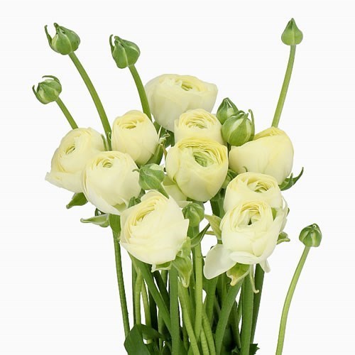 RANUNCULUS CLOONY CREAM 511