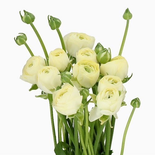 RANUNCULUS CLOONY CREAM 511