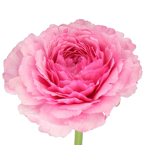 RANUNCULUS CLOONY CYCLAMEN EX