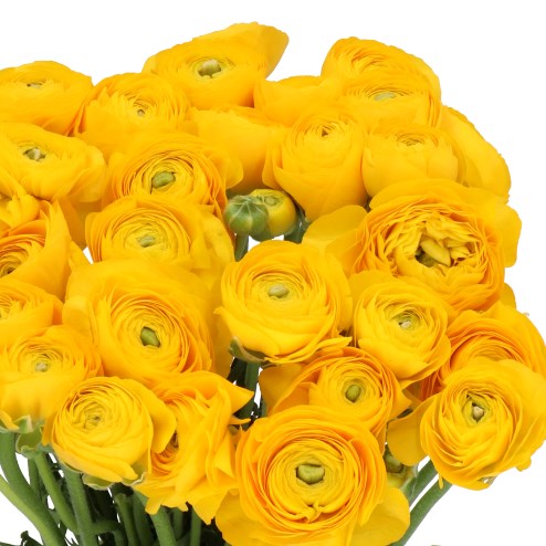 RANUNCULUS CLOONY EDISON