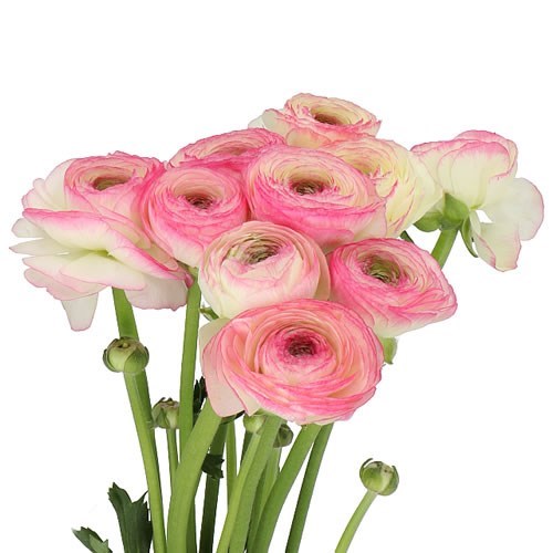 RANUNCULUS CLOONY FELICIDADE