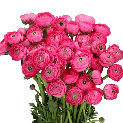 RANUNCULUS CLOONY FLASH