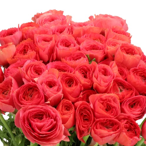 RANUNCULUS CLOONY FRAGOLINO EXTRA