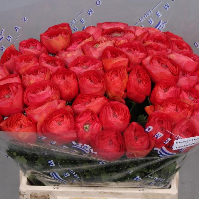 RANUNCULUS CLOONY FRAGOLINO EXTRA