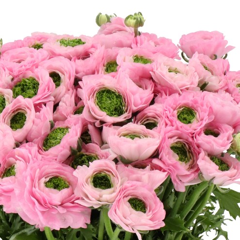 RANUNCULUS CLOONY GREEN PINK