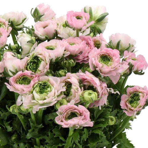RANUNCULUS CLOONY GREEN PINK