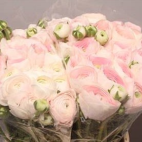 RANUNCULUS CLOONY HANOI