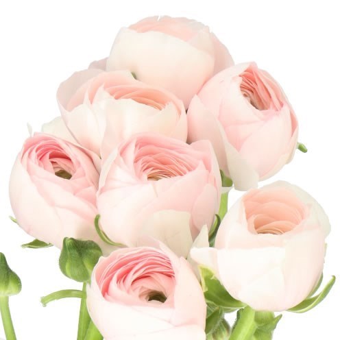 RANUNCULUS CLOONY HANOI BLUSH