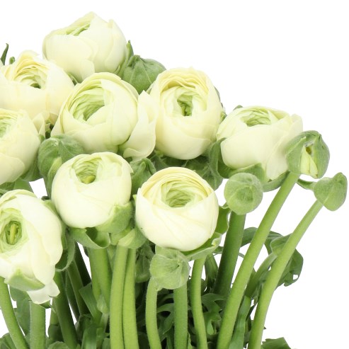RANUNCULUS CLOONY HANOI CREAM
