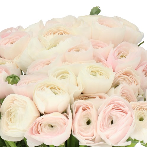 RANUNCULUS CLOONY HANOI EX