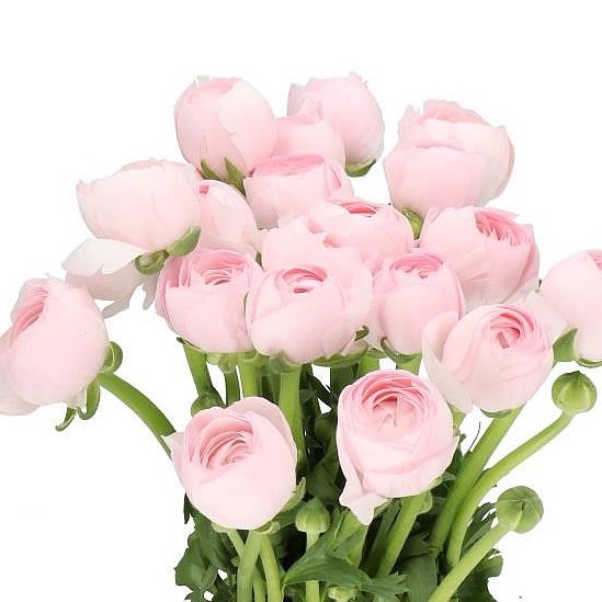 RANUNCULUS CLOONY HANOI PINK