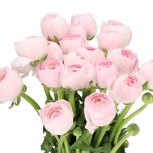 RANUNCULUS CLOONY HANOI PINK