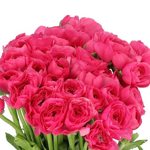 RANUNCULUS CLOONY HOT PINK 560