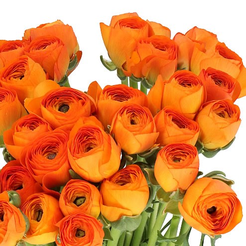 RANUNCULUS CLOONY LAMBADA EX