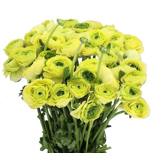 RANUNCULUS CLOONY LEMON EX